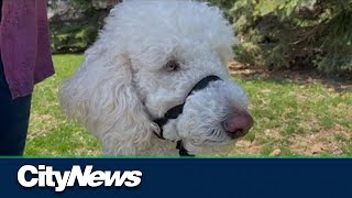 New 'Day School' for training guide dogs opens in GTA
