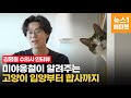 고양이 합사, 괜찮을까? 입양은 어떻게? 미야옹철이 알려준다 | cat