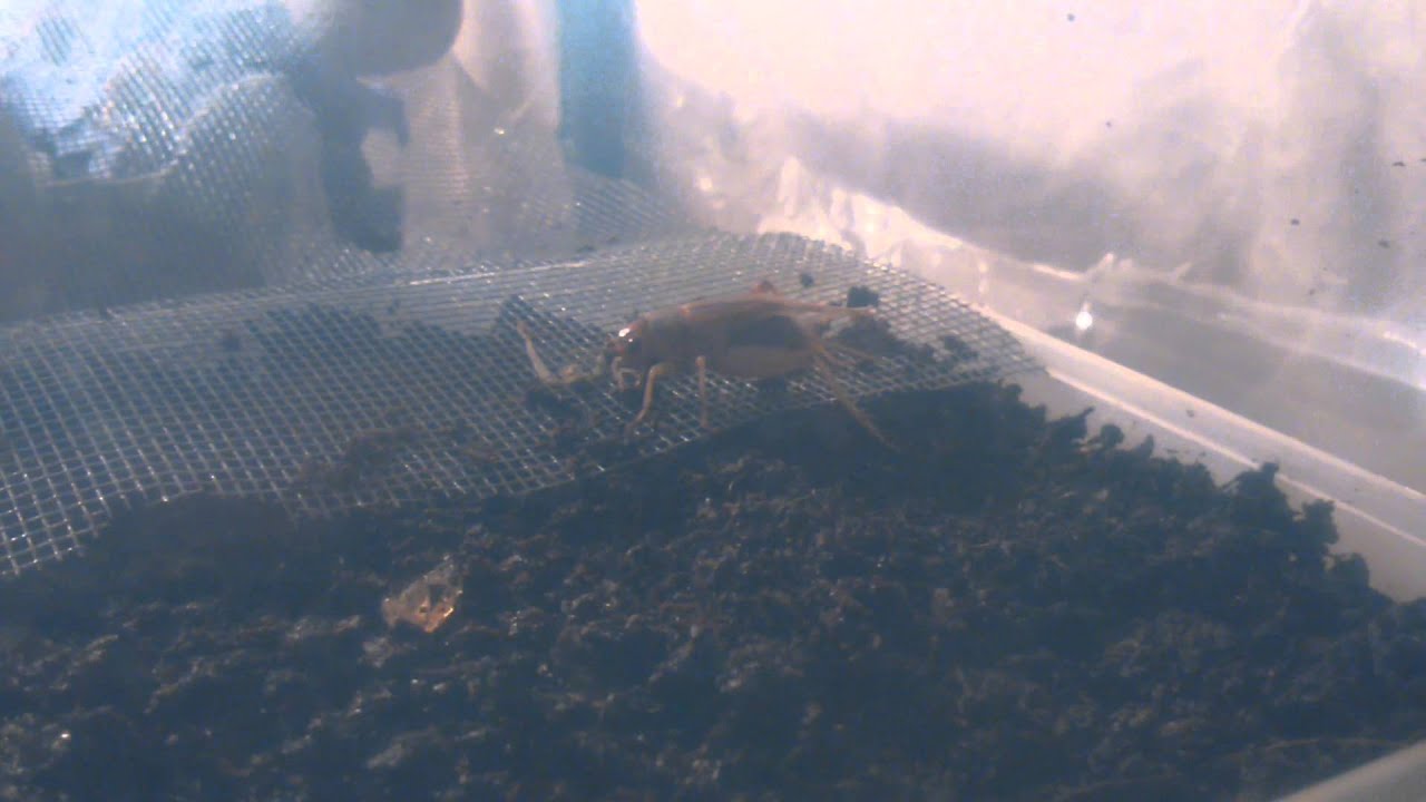 camera iphone 8 plus apk Female cricket laying her eggs (Giving birth)