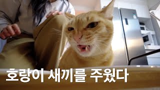 vlog * 고양이 브이로그 | 맛있을 땐 진실의 미간 | 냥펀치 쉐도우 복서 | 그루밍족 김호랭 일상 Ep.04 by 기모랭 2,180 views 3 months ago 8 minutes, 19 seconds