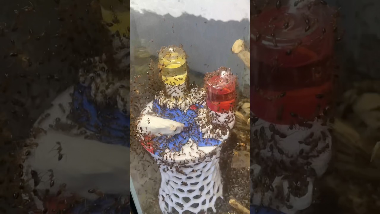 Mes incroyables fourmis charpentières de Floride !