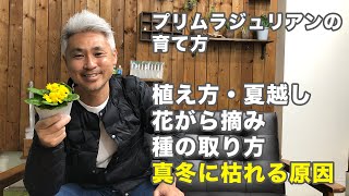 プリムラ ジュリアンの育て方 株の選び方 株分け 花がら摘み 種まき 枯れる理由 寄せ植えの方法 種取りの仕方 夏越しの方法 Youtube