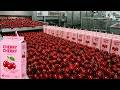 Inside the Cherry Milk Factory: How Sweet Cherry Milk Is Made (Full Process) 🍒🥛