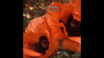 من سورة الكهف الشيخ فارس عباد حالات واتساب تلاوه خاشعه 😍🖤🤎