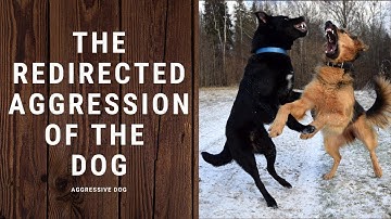 Dog behavior disorders - Aggressive dog: The redirected aggression of the dog