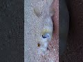 Wild Puffer Fish Cruising Ocean Floor #pufferfish #fish #dockbc