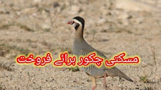 Maskati Chakor Available For Sale In Pakistan | Chakor Bird | by Malik Hunter 194 views 1 month ago 8 minutes, 16 seconds