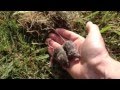 Three week old baby wild rats