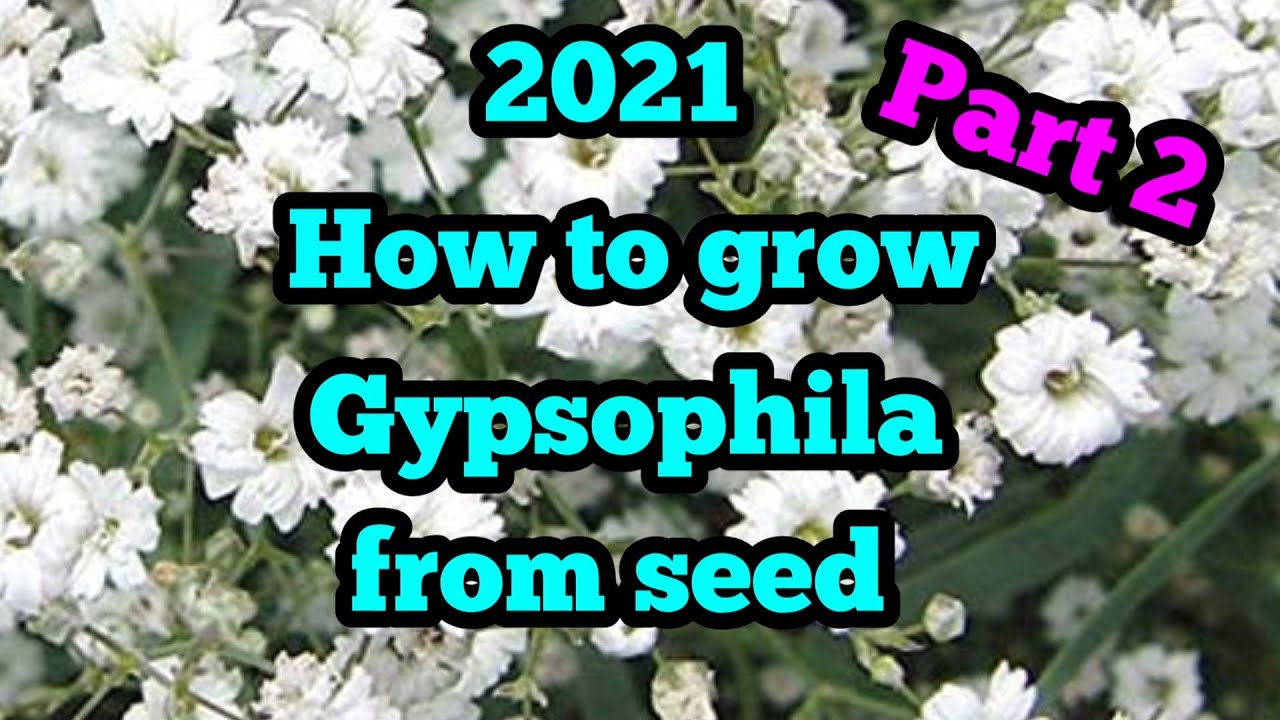 2021 How to grow Gypsophila from seed with guaranteed results every