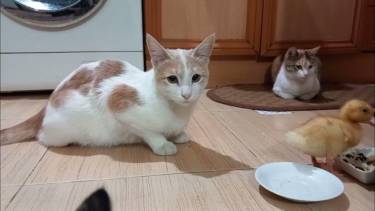 The ducklings came to eat and the reaction of the cats YouTube