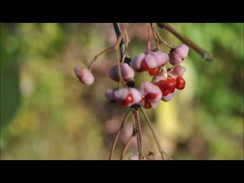 Video: Europese Spindelboom