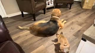 Bloodhound and French bulldog playing