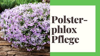 Polsterphlox Pflegen - So geht's richtig