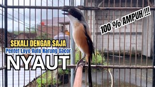burung cendet gacor AMPUH BONGKAR EMOSI PANCINGAN CENDET AGAR BUNYI bikin BURUNG PENTET GACOR NYAUT