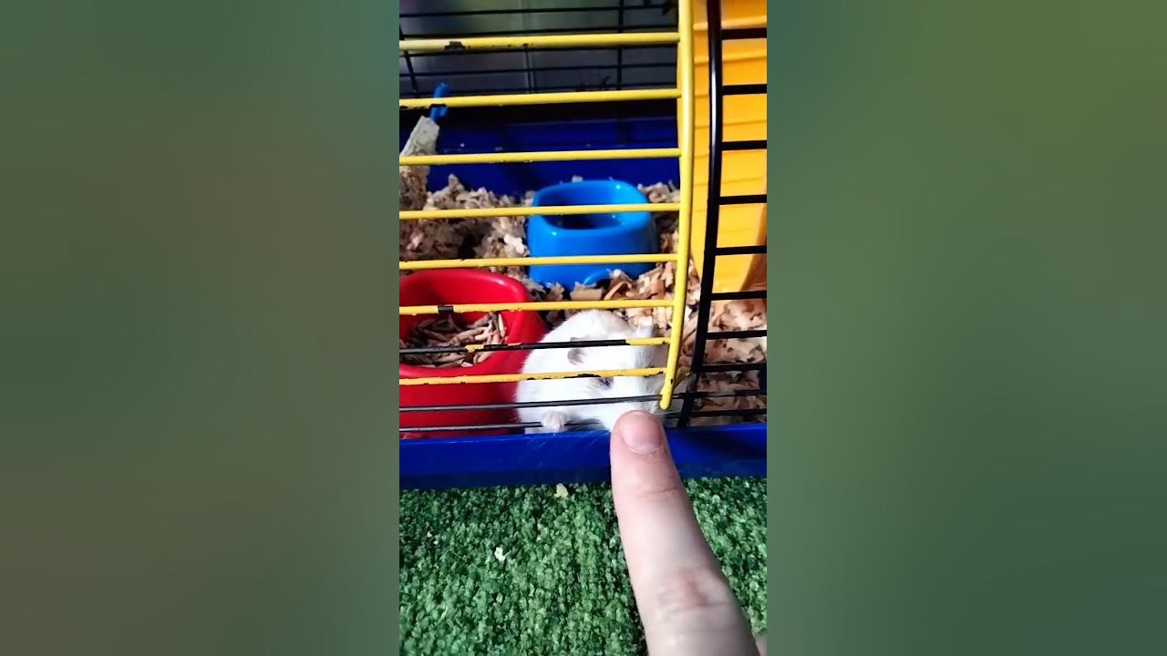хом'як 🐹🐹🐹 - YouTube