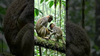 monkey play with baby monkey in forest. #viral #trending #youtubeshorts #officalvideo #monkey #anime