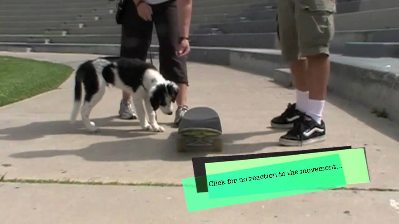 How To Train A Dog Without A Clicker How To Train A Dog Without A Clicker