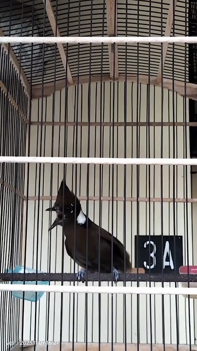 review masteran dulu 🔴cililin coklat gacor#shorts