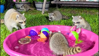 Nursing Mother Raccoon and Five Baby Raccoons Playing in the Backyard | Dog Cat TV