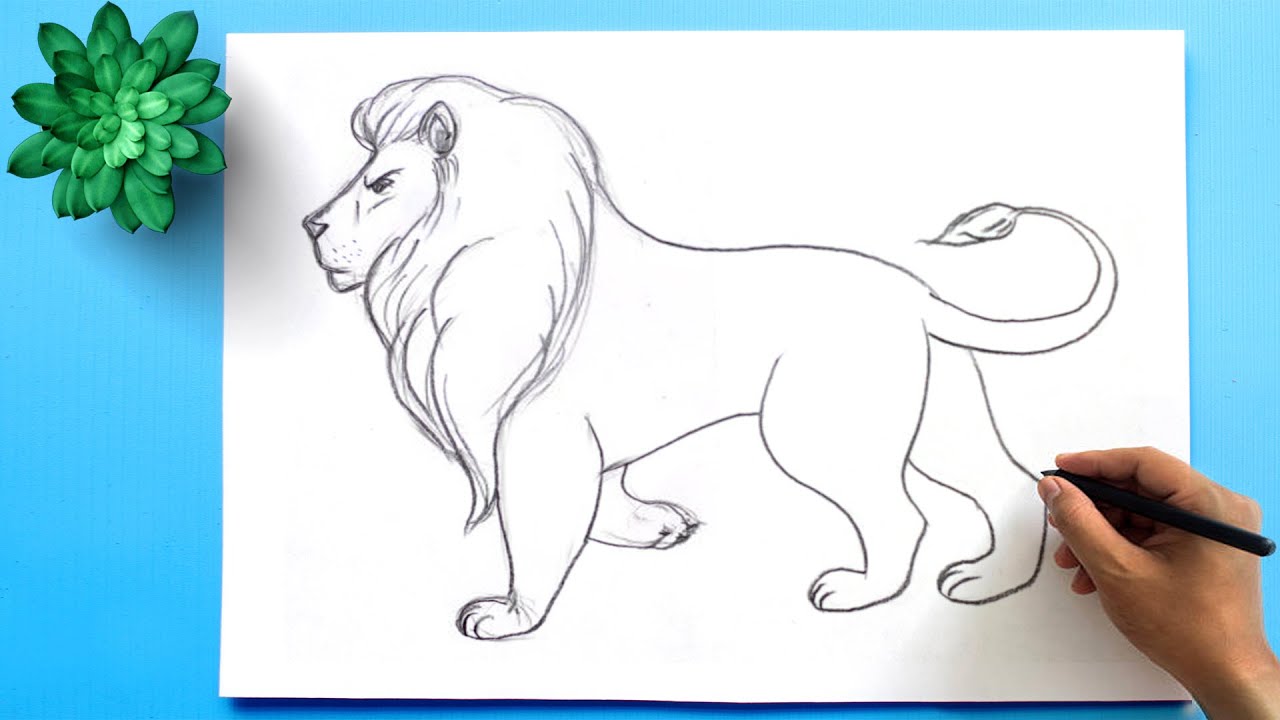 How to Draw a Lion with Pencil Very Easy and Step by Step  YouTube