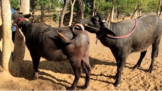 न्यू मुर्रा कटडी first time breading || murha buffalo murha jota mating