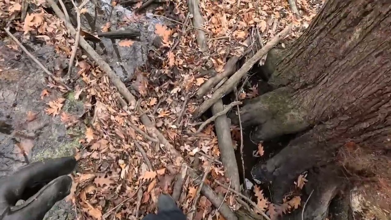 Sunday Squirrel Hawking