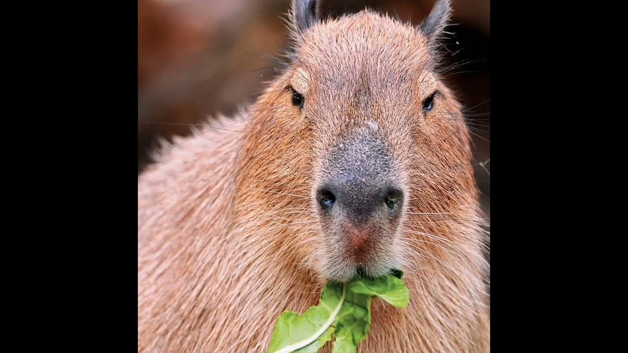 песня (капибара) - YouTube