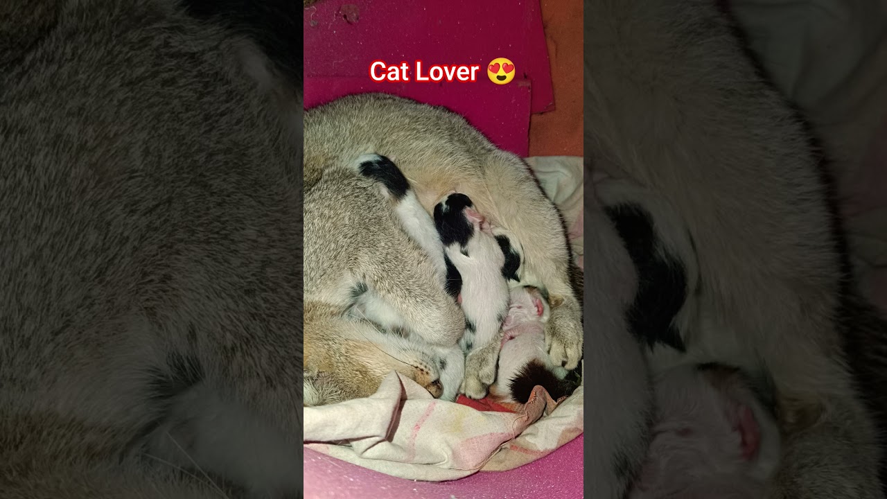 ⁣New kitten 🐈 cat Lover 🤩 #youtubeshorts #love #like #viral