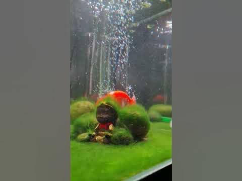 Green Carpet Algae on Goldfish Tank 🇮🇩 
