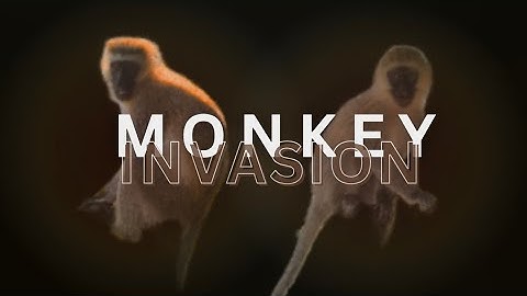 Monkey Invasion | 2025