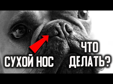 Сухой нос у собаки. Что делать?