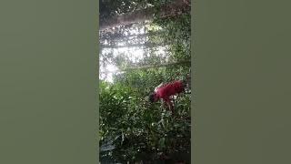 ternyata begini cara mikat cucak biru yang sebenarnya