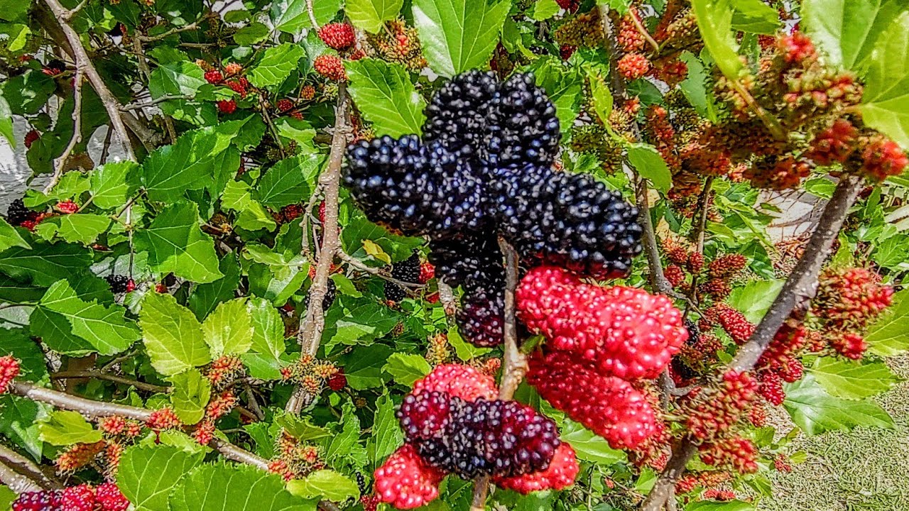 COMO PLANTAR AMORA NO VASO PASSO A PASSO DA GERMINAÇÃO ATÉ A FRUTIFICAÇÃO.