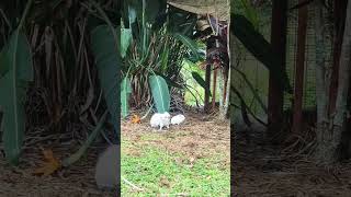 Free-range mum and baby Guinea pig 💚🤍 #babyguineapig #cute #guineapig #freerangeguineapigs