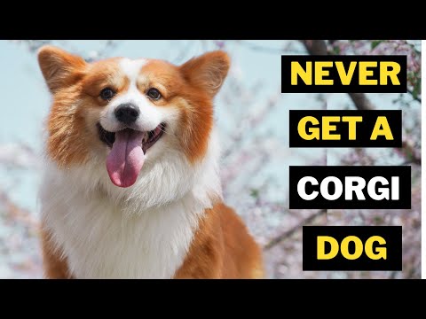 Video: Tato choroba postihuje 80% Corgis. Je vaše štěně tiše trpí?