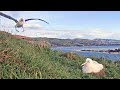 Royal Albatross Sticks the Landing, Delivers Late Lunch to Nestling | May 26, 2023 | #royalcam