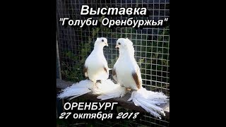 Выставка Голуби Оренбуржья 27 октября 2018 Оренбург... МС НИКС (Андрей Шкалобердов)