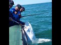 GRANDES TIBURONES EN MAR DEL PLATA