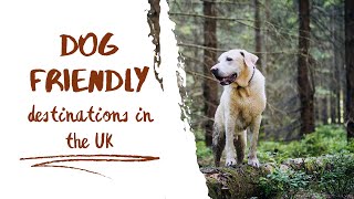 Top 10 Dog Friendly Destinations in the UK by DogTalk 1,696 views 10 months ago 7 minutes, 8 seconds