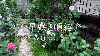 【babatamagoの庭/2024/vol.2】100種を超えるバラを早咲き順に紹介。11位～20位！