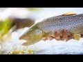 Insane salmon fly action  grg summer series episode one