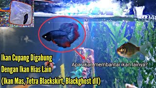 Reaksi Ikan Cupang Digabung Dengan Ikan Hias Lain di Aquarium