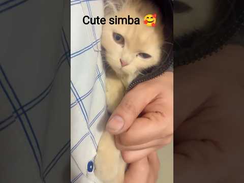 Simba Cat Perciancat Cute Catlovers Trendingshorts Funny Catshub Kitten Pets Catfamily