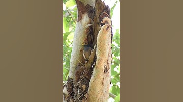 Myna bird nest. #Shorts