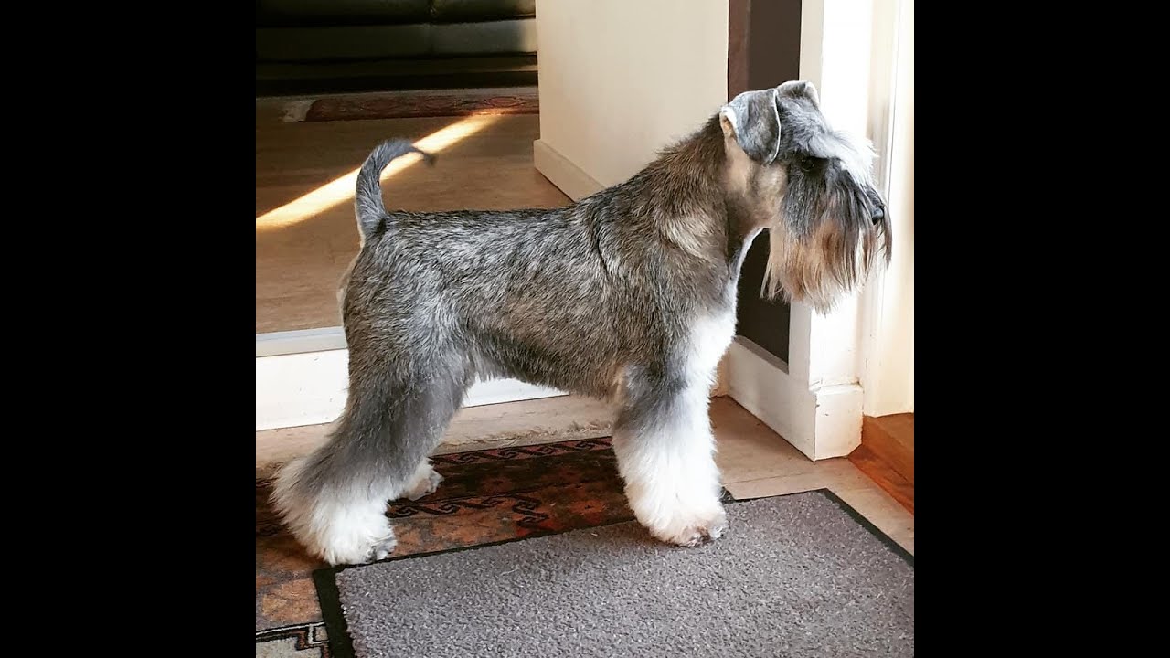 Groomer.dk grooming the head Miniature Schnauzer YouTube