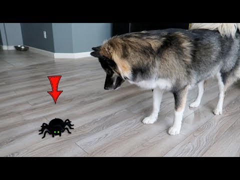 dog-attacks-scary-robot-spider!