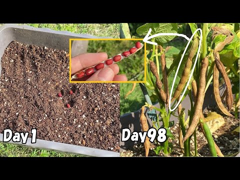 スーパーの小豆 あずき をそのまま植えてみた プランター How To Grow Red Beans From Store Bought Red Beans Youtube