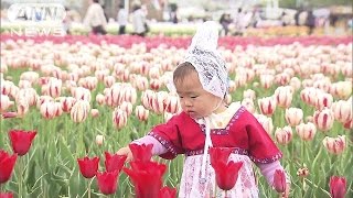 赤、白、黄色が70万本！　満開チューリップが見頃(15/04/19)