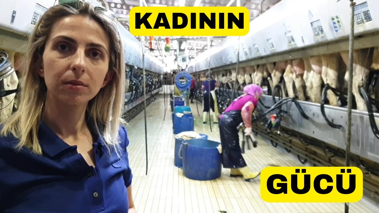 KADININ YÖNETTİĞİ İNEK ÇİFTLİĞİ (Harward Mezunu Hasan Bey Çiftliği)