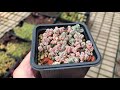 Sedum dasyphyllum minor - миниатюрный Очиток.